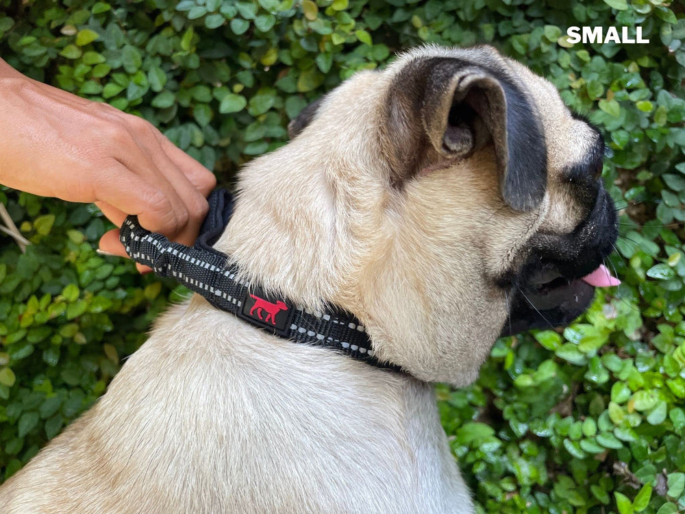 Herrajes de acero inoxidable en collar Tuff Pupper para mayor durabilidad.