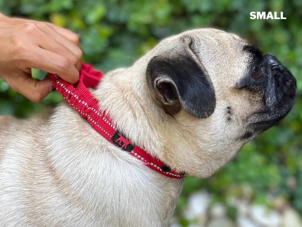 Nylon balístico del collar Tuff Pupper resiste desgaste diario.