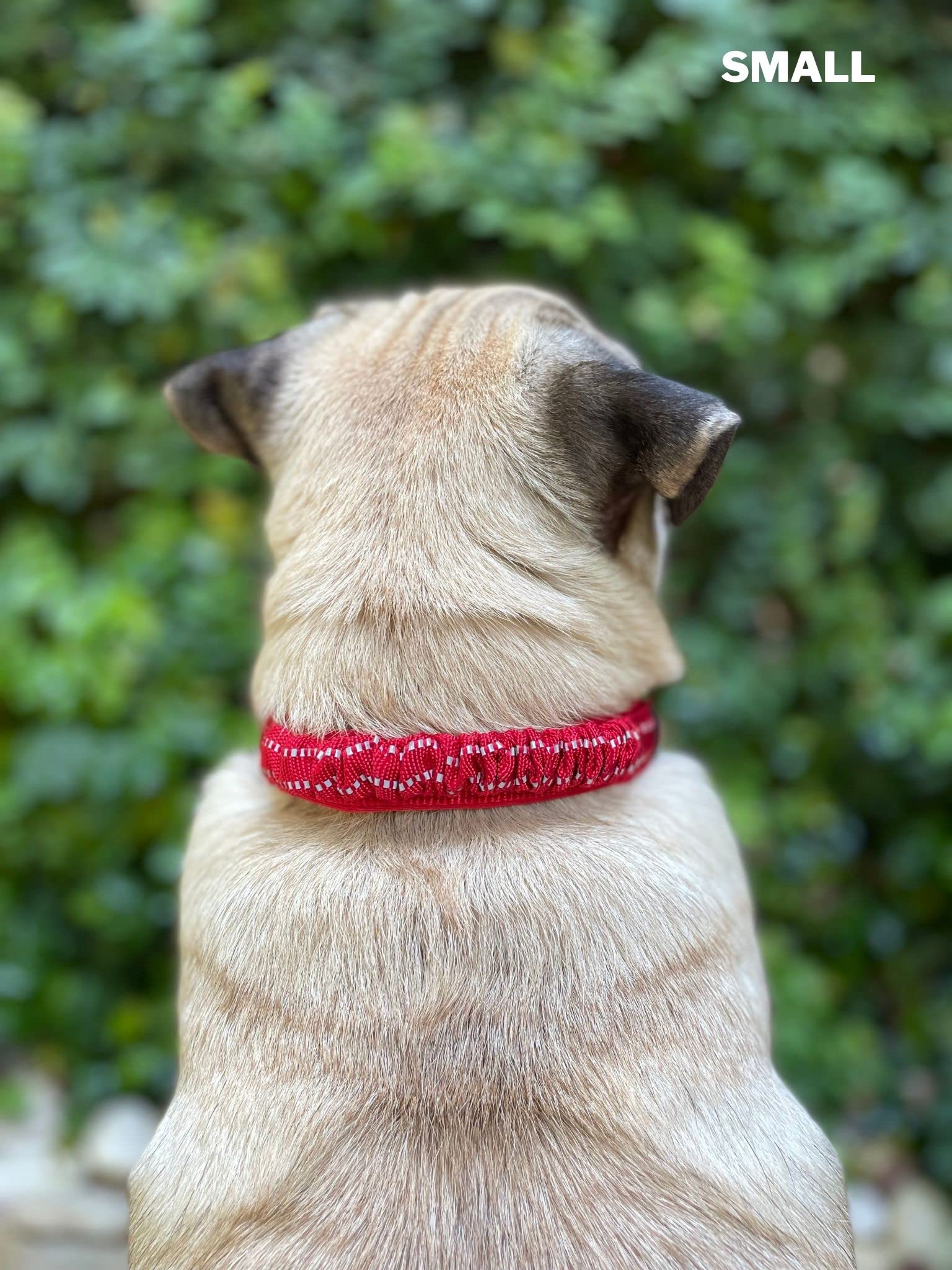 Paseos nocturnos con collar Tuff Pupper brindan visibilidad y control.