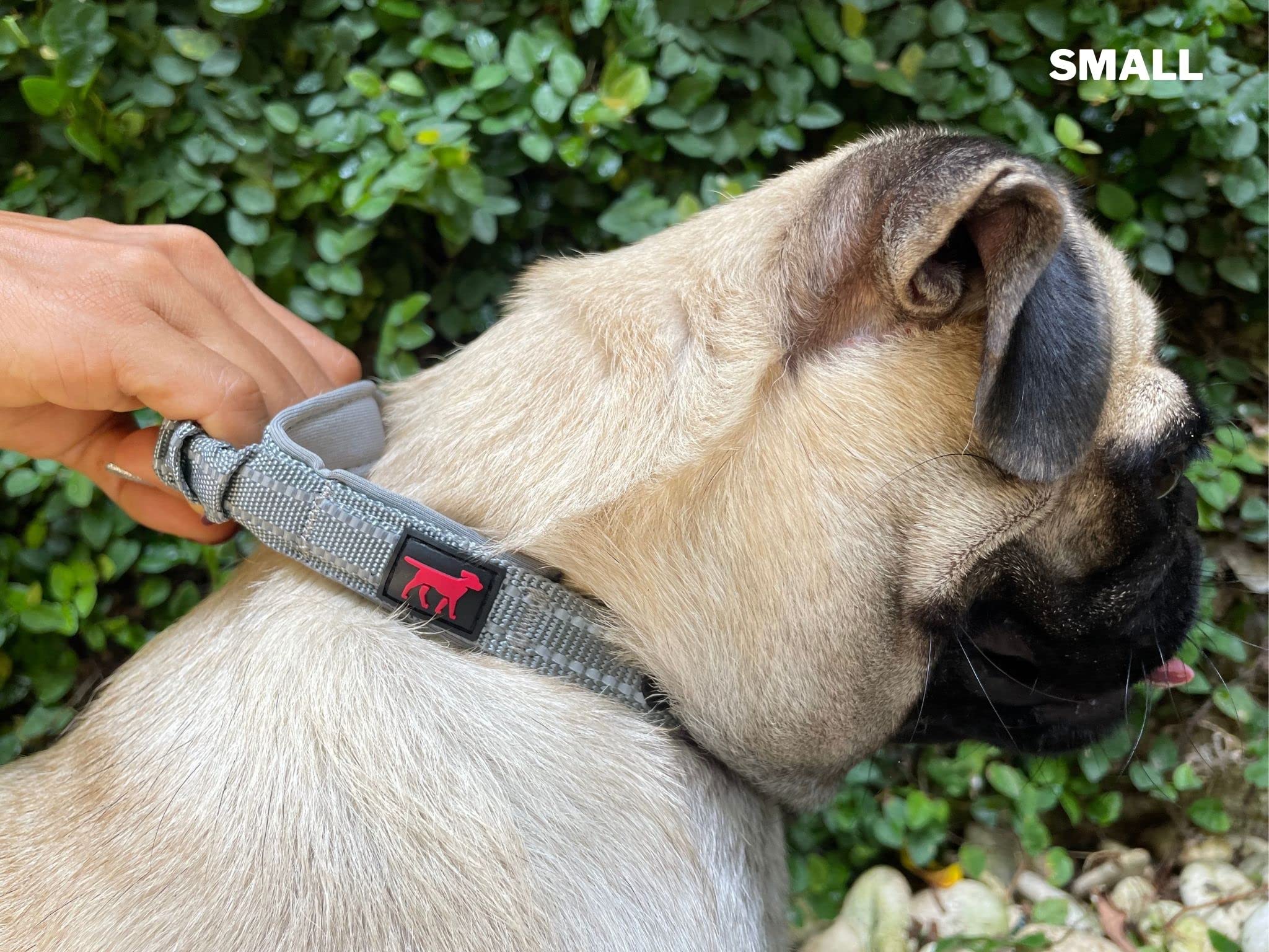 Collar Tuff Pupper con refuerzo reflectante adicional para caminatas nocturnas