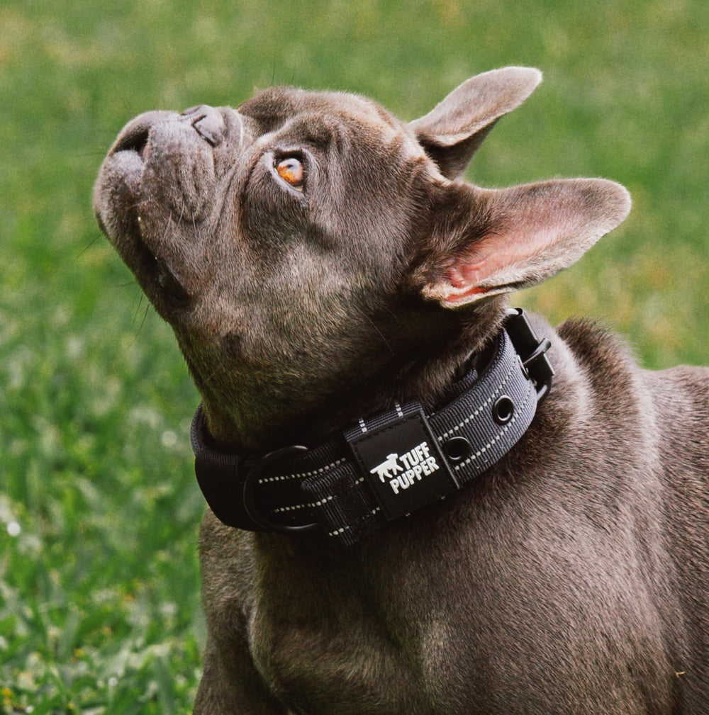 Collar Tuff Pupper fácil de limpiar y mantener