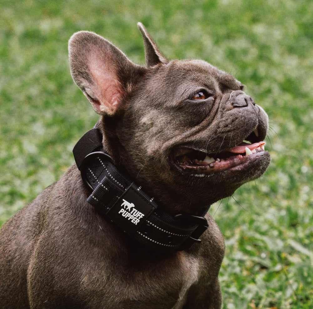 Varias tallas y colores de Tuff Pupper para adaptarse a cada perro