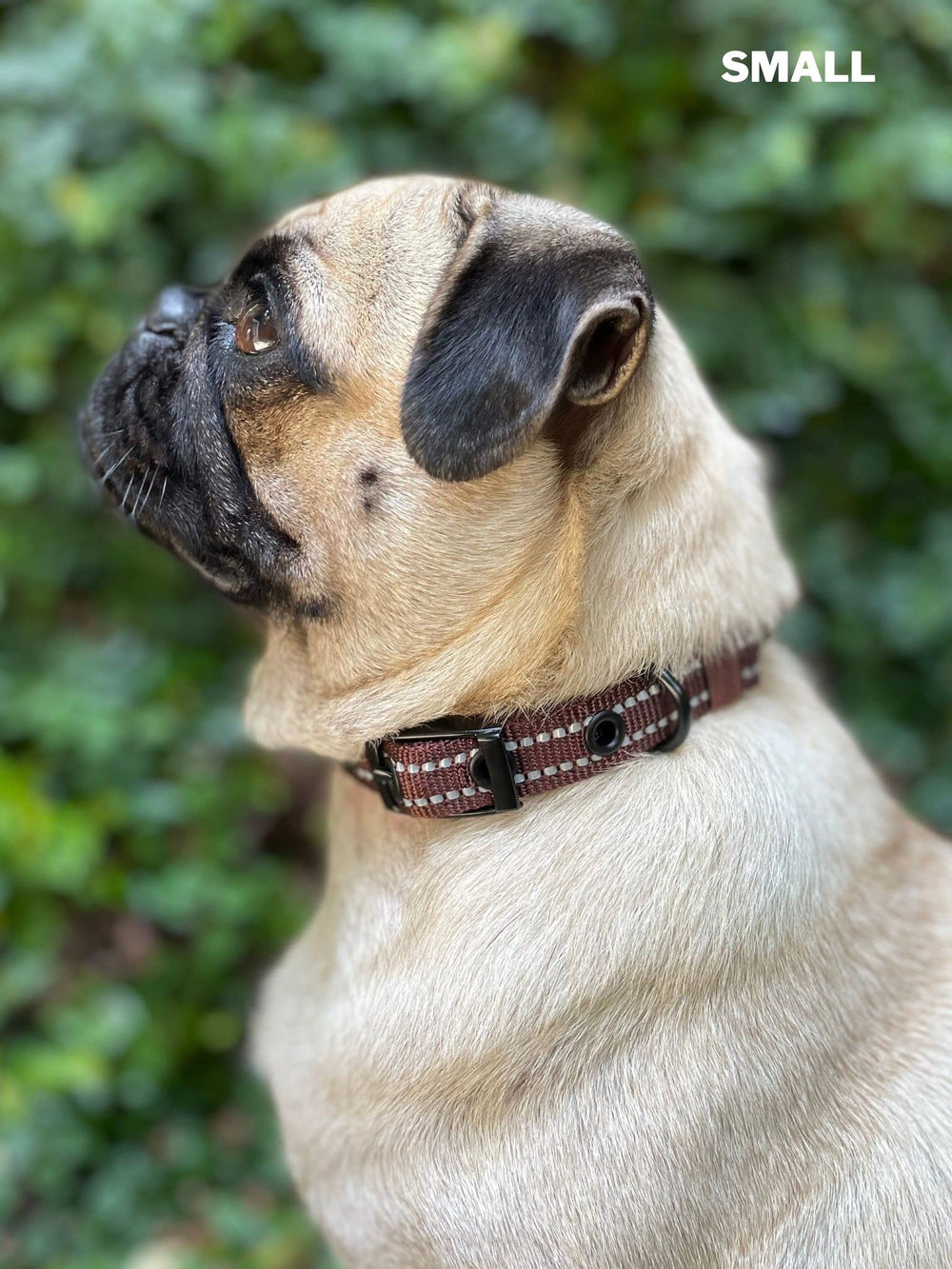 Uso diario con Tuff Pupper, paseos tranquilos y control confiable.