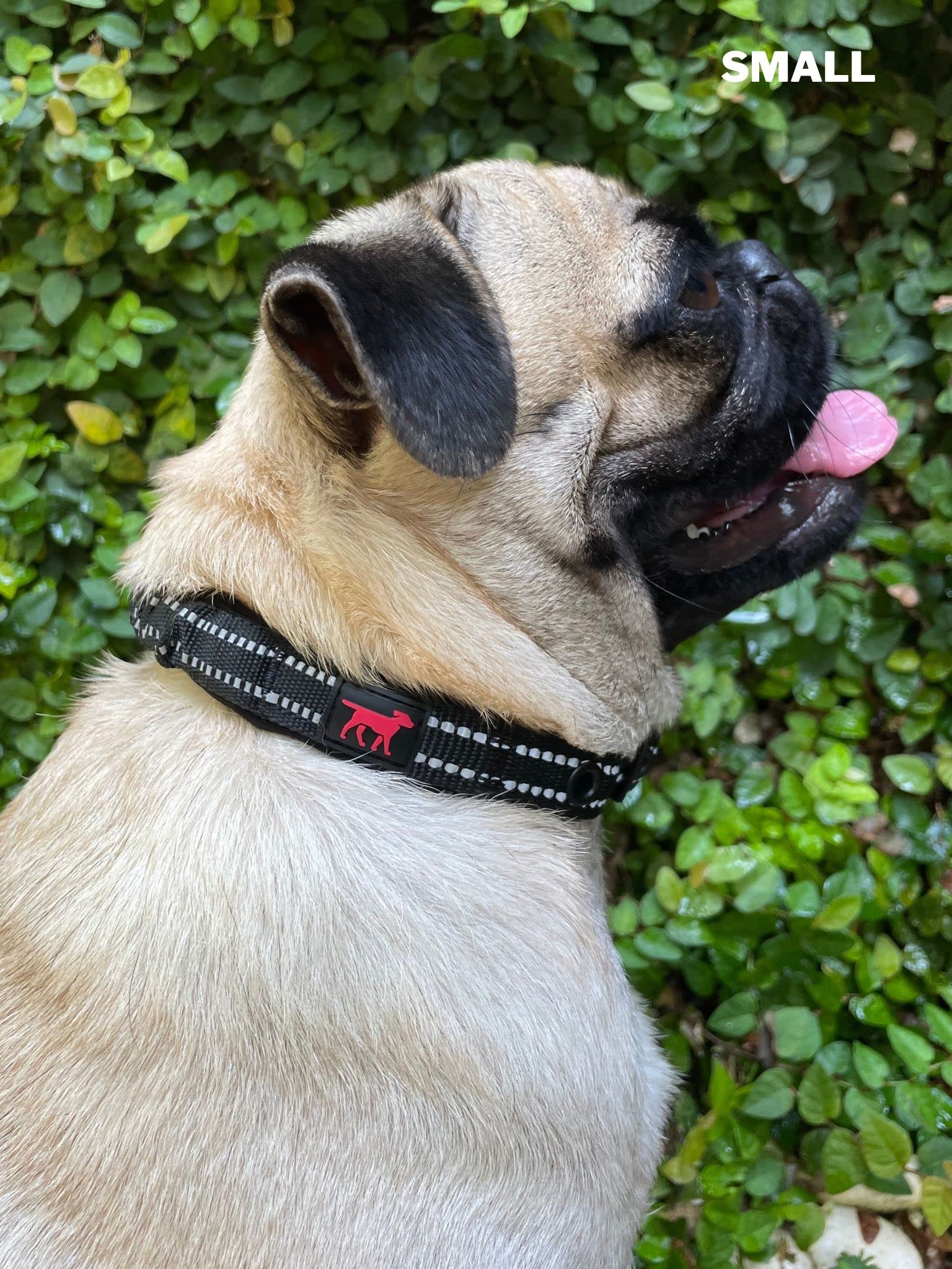 Collar para uso en calles y paseos nocturnos con visibilidad.