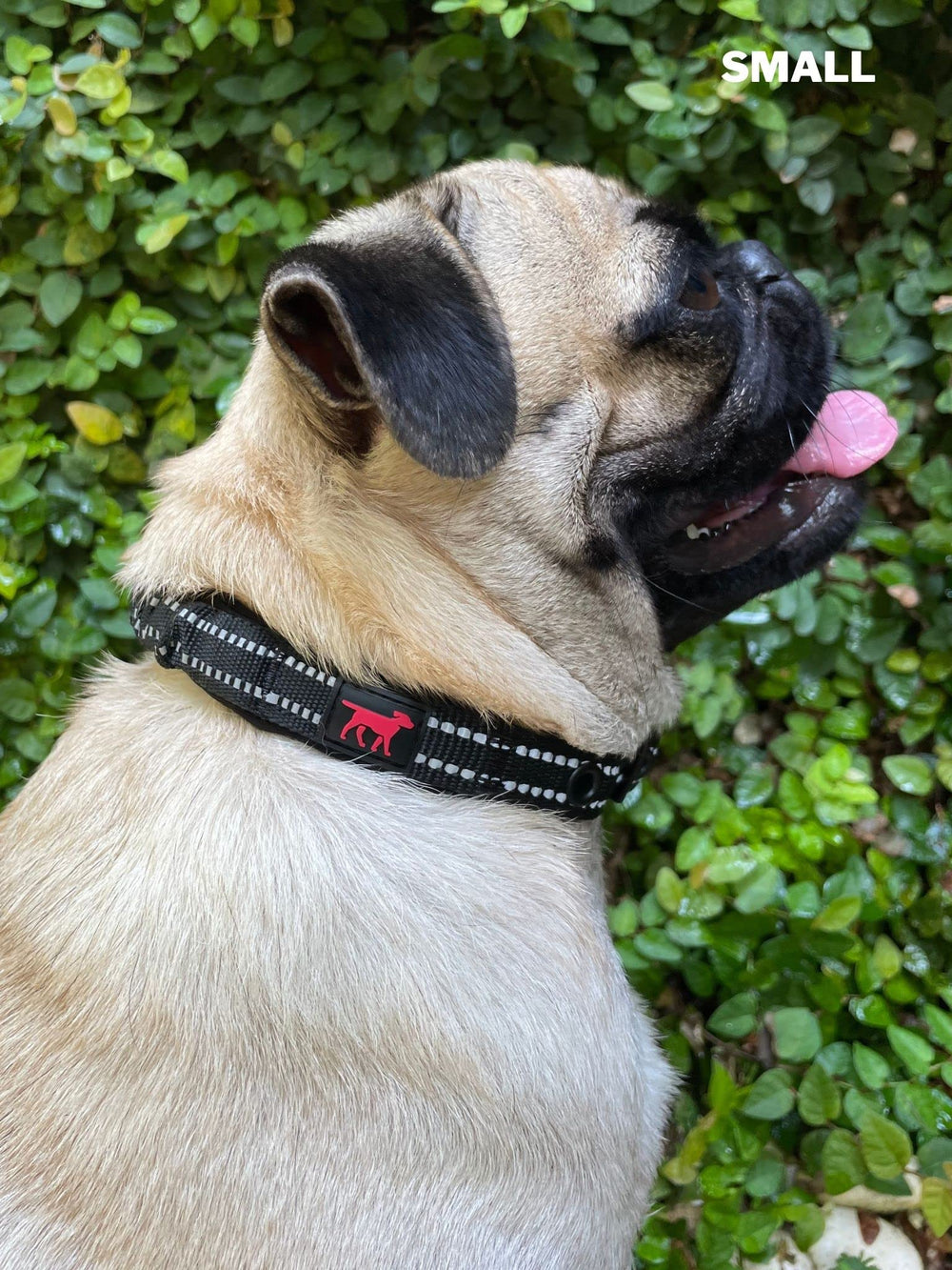 Collar para uso en calles y paseos nocturnos con visibilidad.
