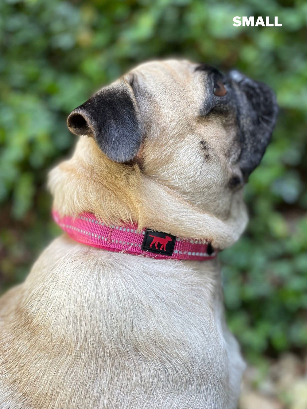 Tuff Pupper collar uso urbano: ideal para paseos por la ciudad.