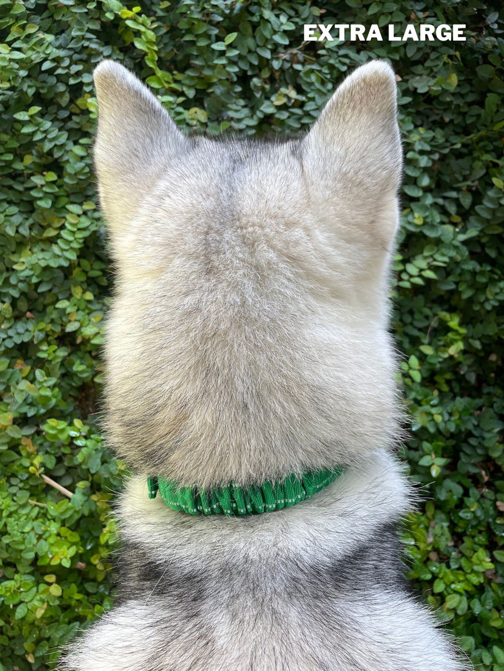 Tuff Pupper cierre ergonómico para colocación rápida