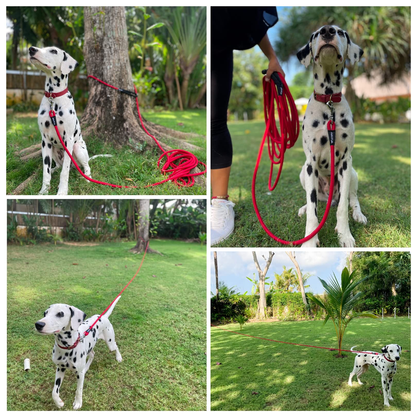 Ideal para entrenamiento a distancia y mantener al perro dentro de la vista.