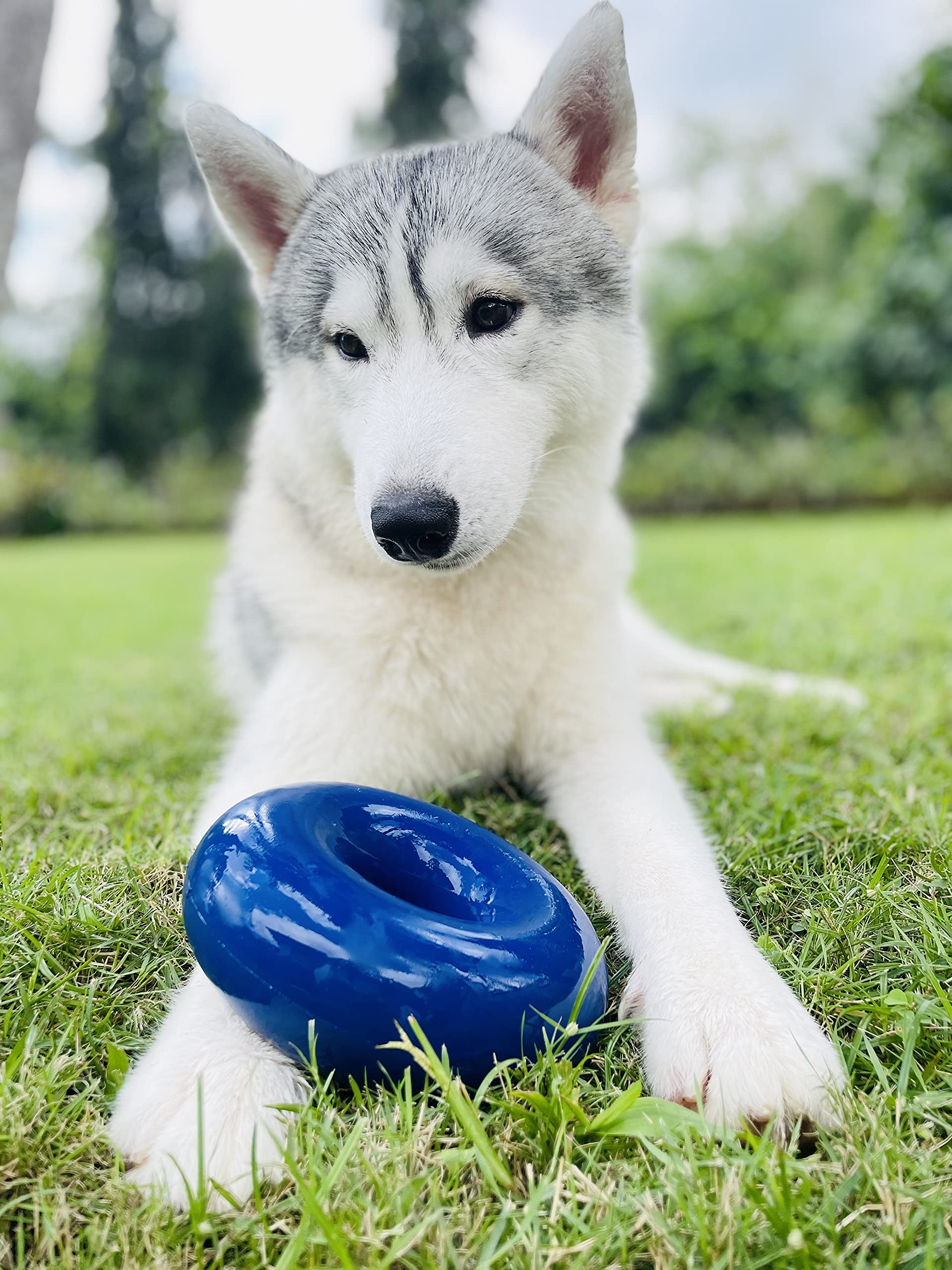Tuff Pupper, prueba de durabilidad para razas grandes.