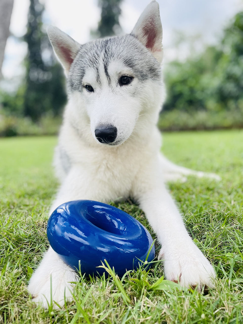 Tuff Pupper, prueba de durabilidad para razas grandes.