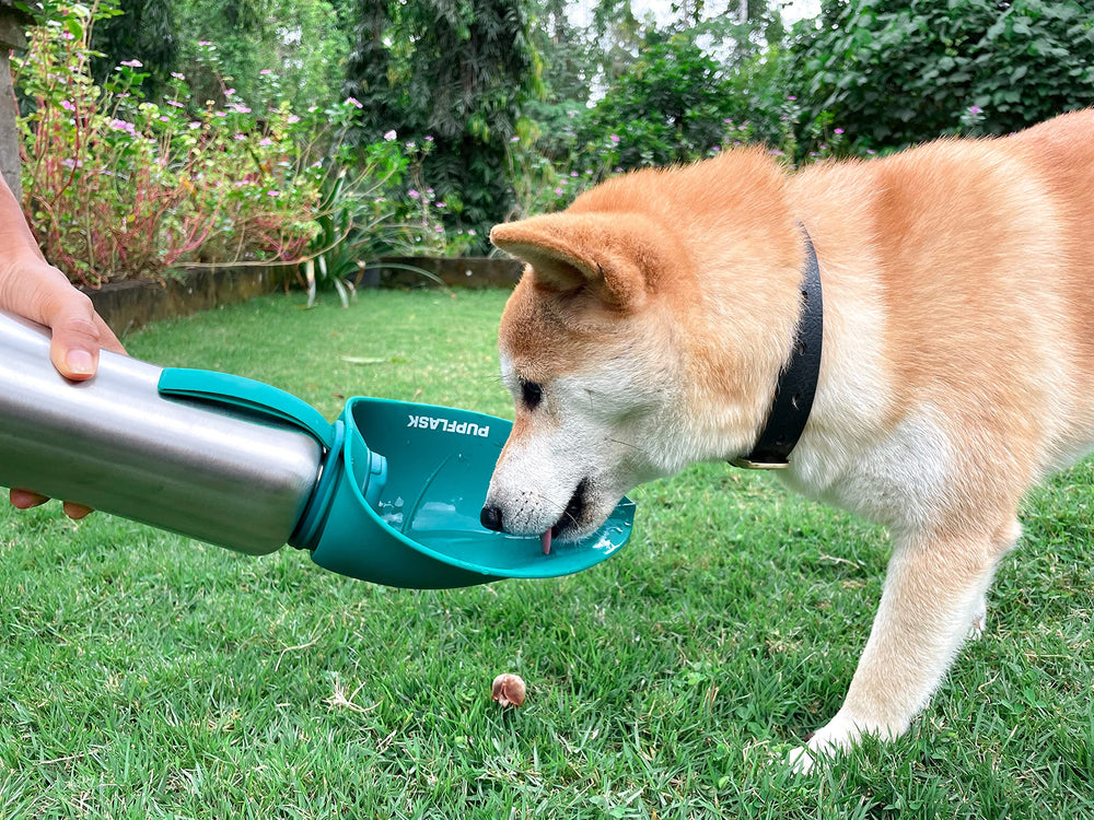 PupFlask de Tuff Pupper, ligero y práctico para todas las razas.