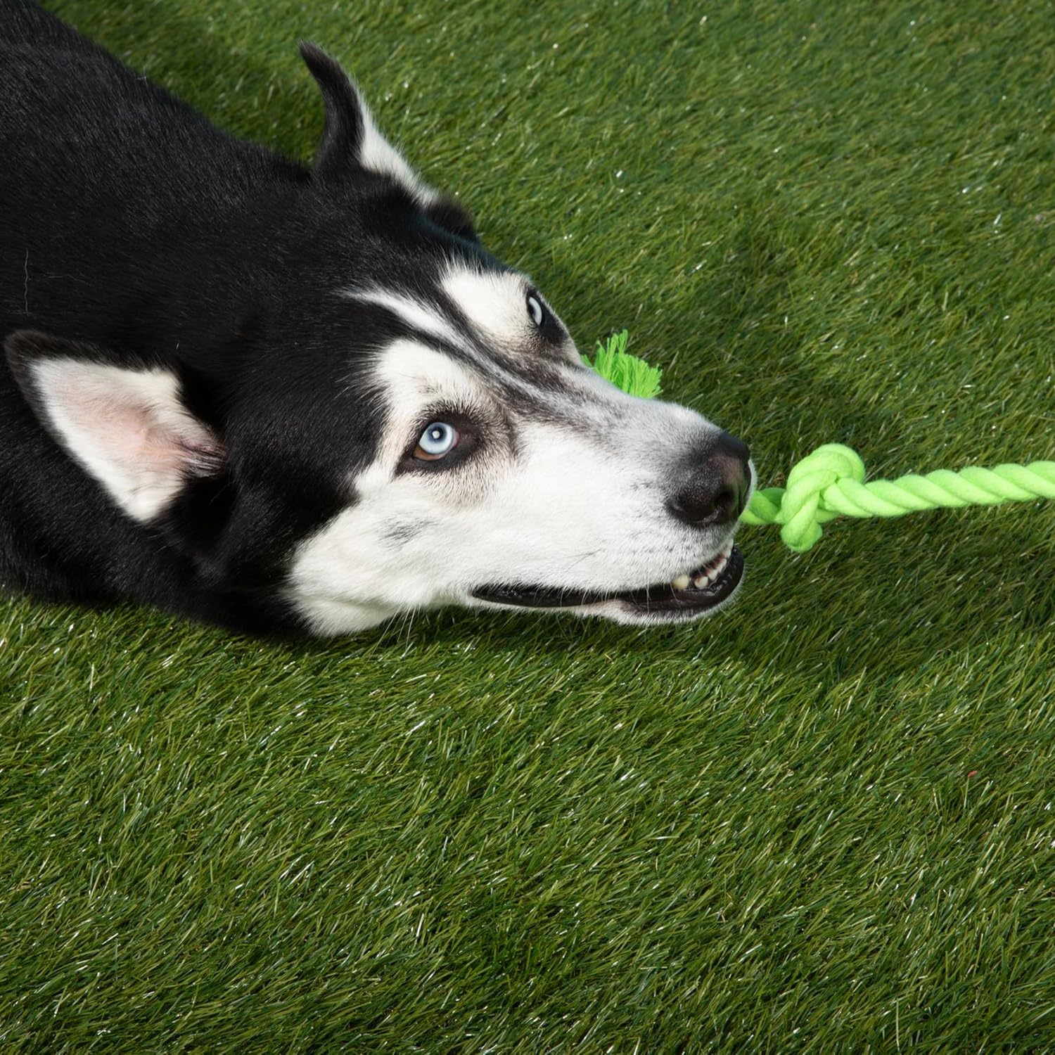Tumbo Tough Tug para juego de tirar entre tú y tu perro.
