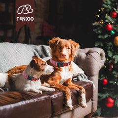 Bucle plástico seguro del collar Tunkoo, ligero y de liberación rápida.