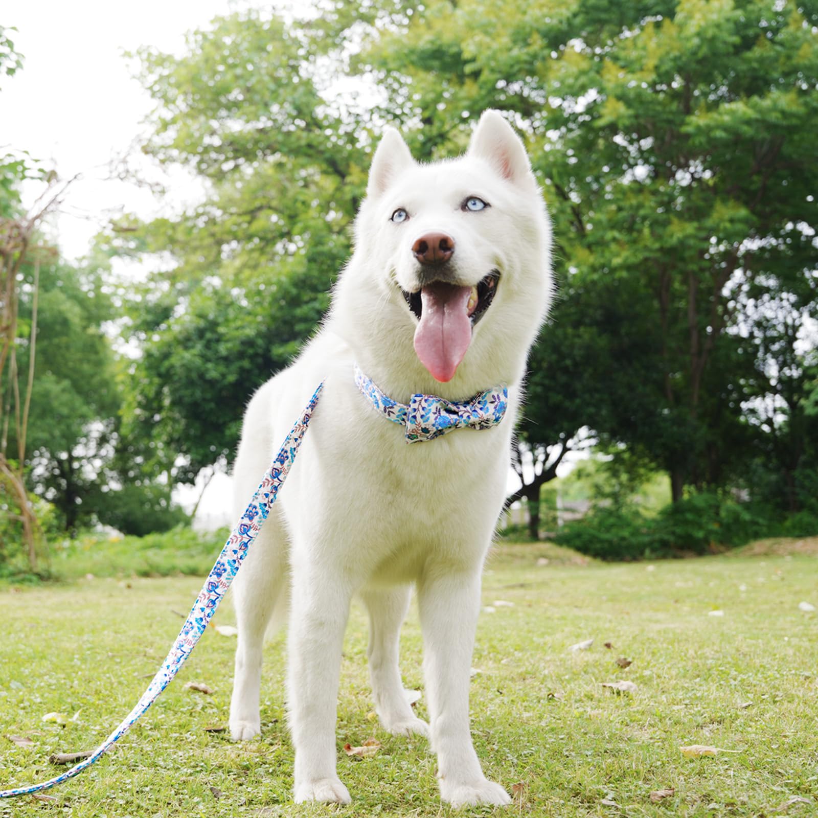 Tunkoo collar ajustable para perros, ofrece ajuste cómodo en varios tamaños.