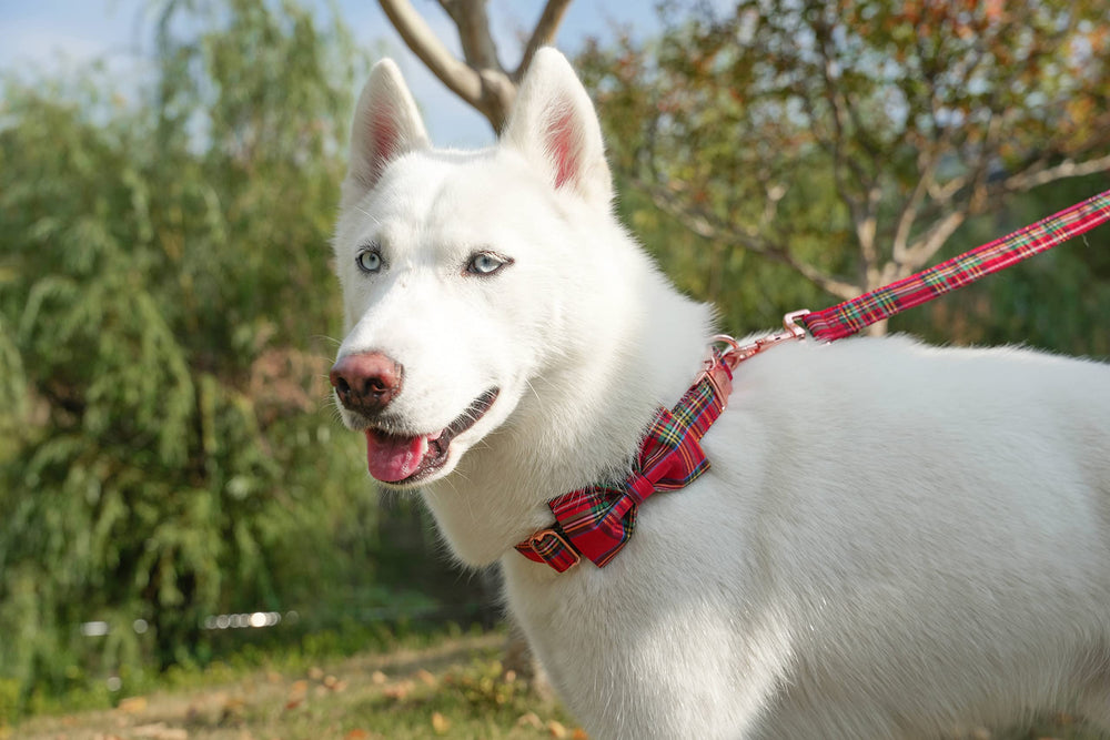 Tunkoo collar con hebilla de metal, diseño duradero para paseos activos
