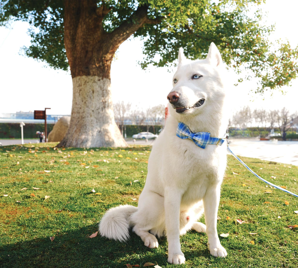 Ajuste para cuello mediano con collar Tunkoo, perfecto para perros activos.