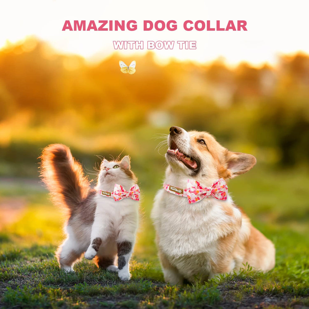 Collar Tunkoo con cierre metálico seguro para paseos activos.