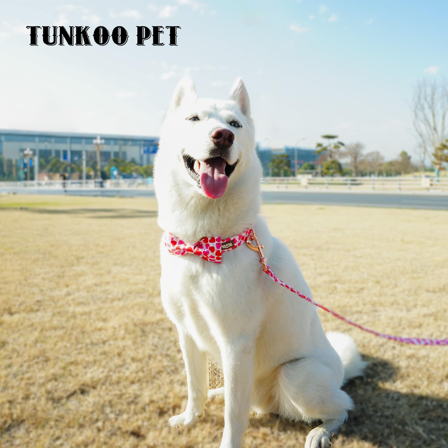 Collar Tunkoo puesto durante un paseo, estilo y comodidad.