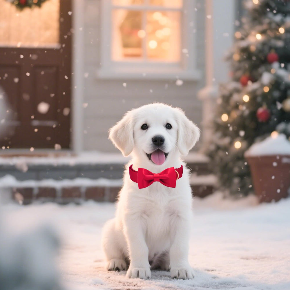 Tunkoo collar de seda con ajuste pequeño, perfecto para perros pequeños.