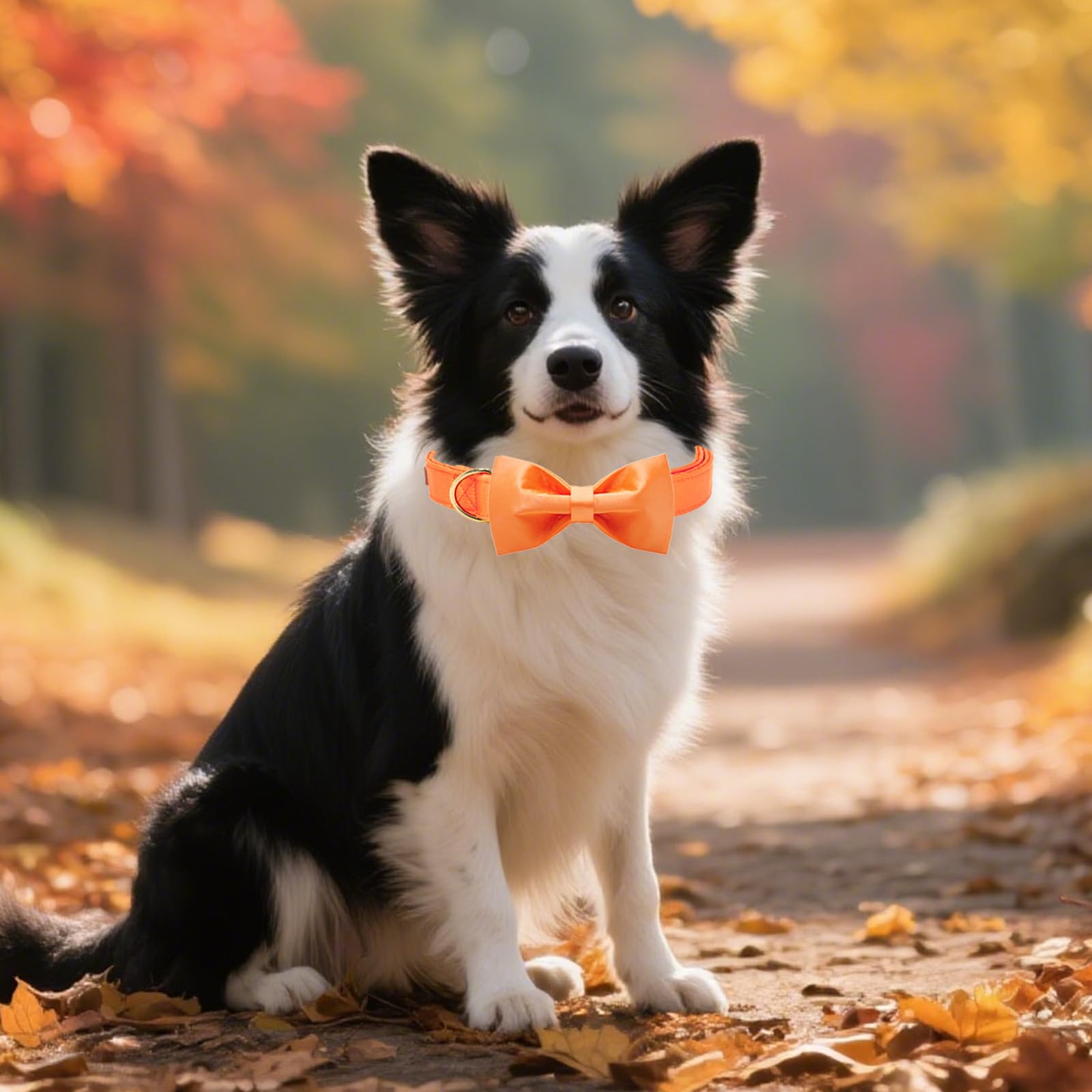 Collar Tunkoo seda naranja tamaño pequeño, perfecto para paseos frescos