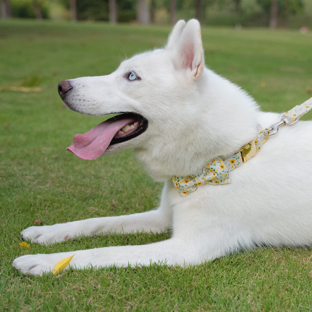Tunkoo correa para perro floral margarita, longitud de 150 cm para libertad de movimiento.