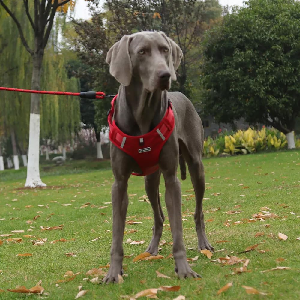 Arnés UNA MASCOTA con cierres rápidos y seguros.