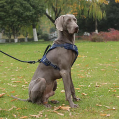 Arnés UNA MASCOTA con reflectores para paseos nocturnos seguros.