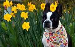 Unique Style Paws bandana lavable de algodón, ideal para lavados frecuentes.
