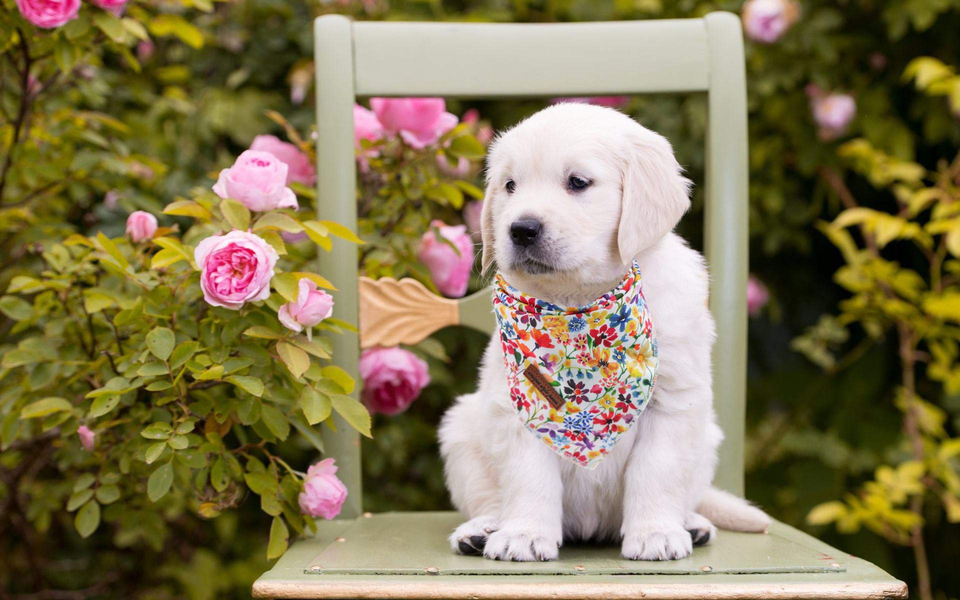 Unique Style Paws bandana triangular de algodón para perros grandes, fácil de atar.