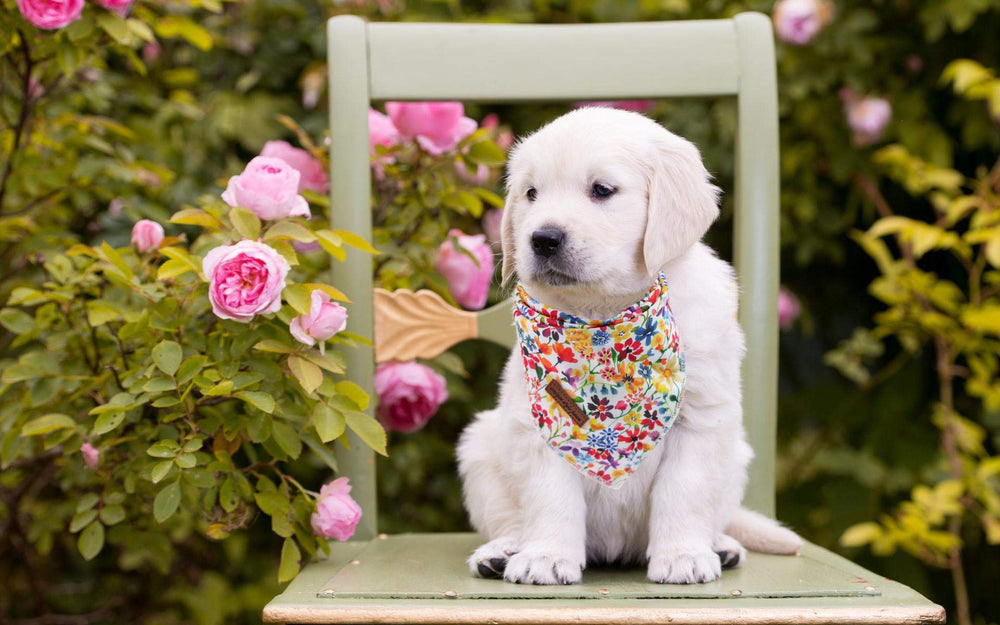 Unique Style Paws bandana triangular de algodón para perros grandes, fácil de atar.