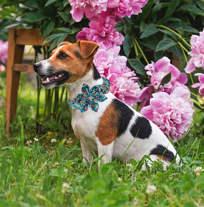 Unique style paws cierre resistente, durabilidad para paseos diarios