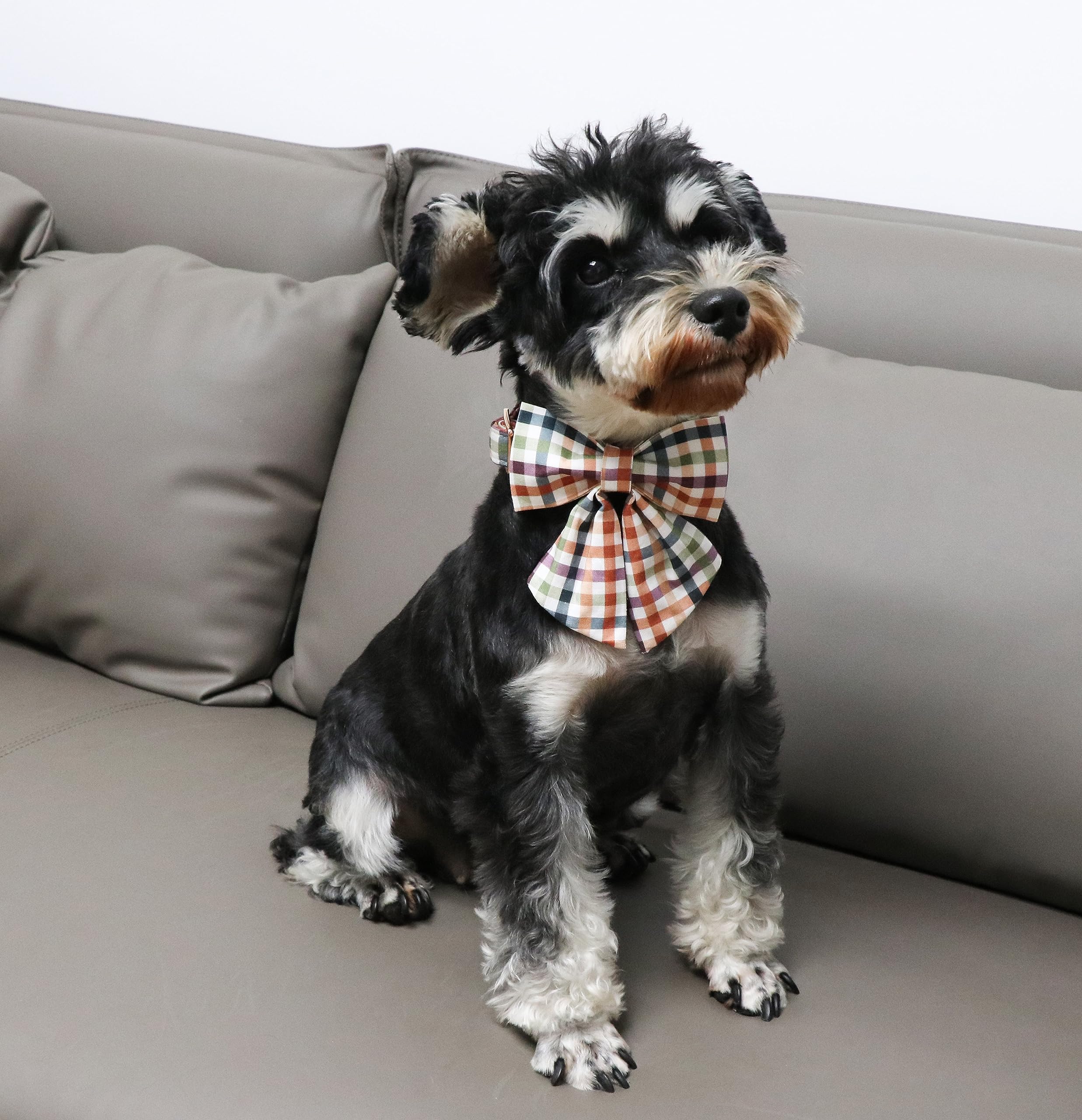 Unique Style Paws hebilla reforzada y doble puntada para mayor durabilidad