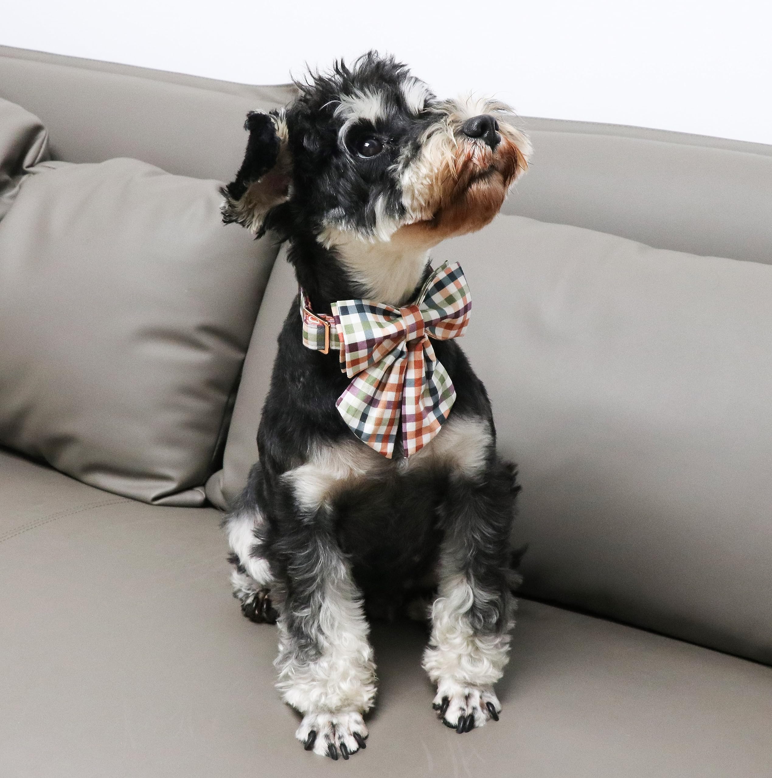 Unique Style Paws hebilla antideslizante facilita el ajuste durante el paseo