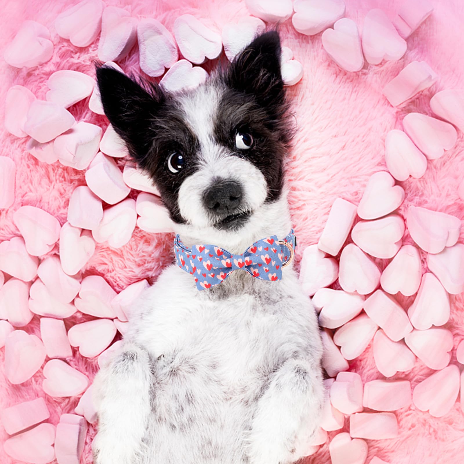 Unique style paws collar rosa intenso con corazón: ideal para momentos especiales
