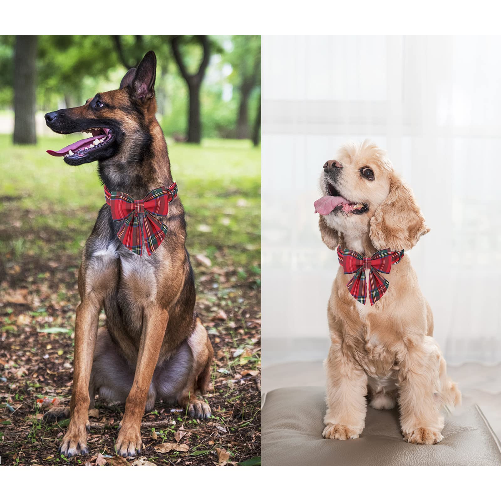 Unique style paws perro con collar Navidad, perfecto para fotos.