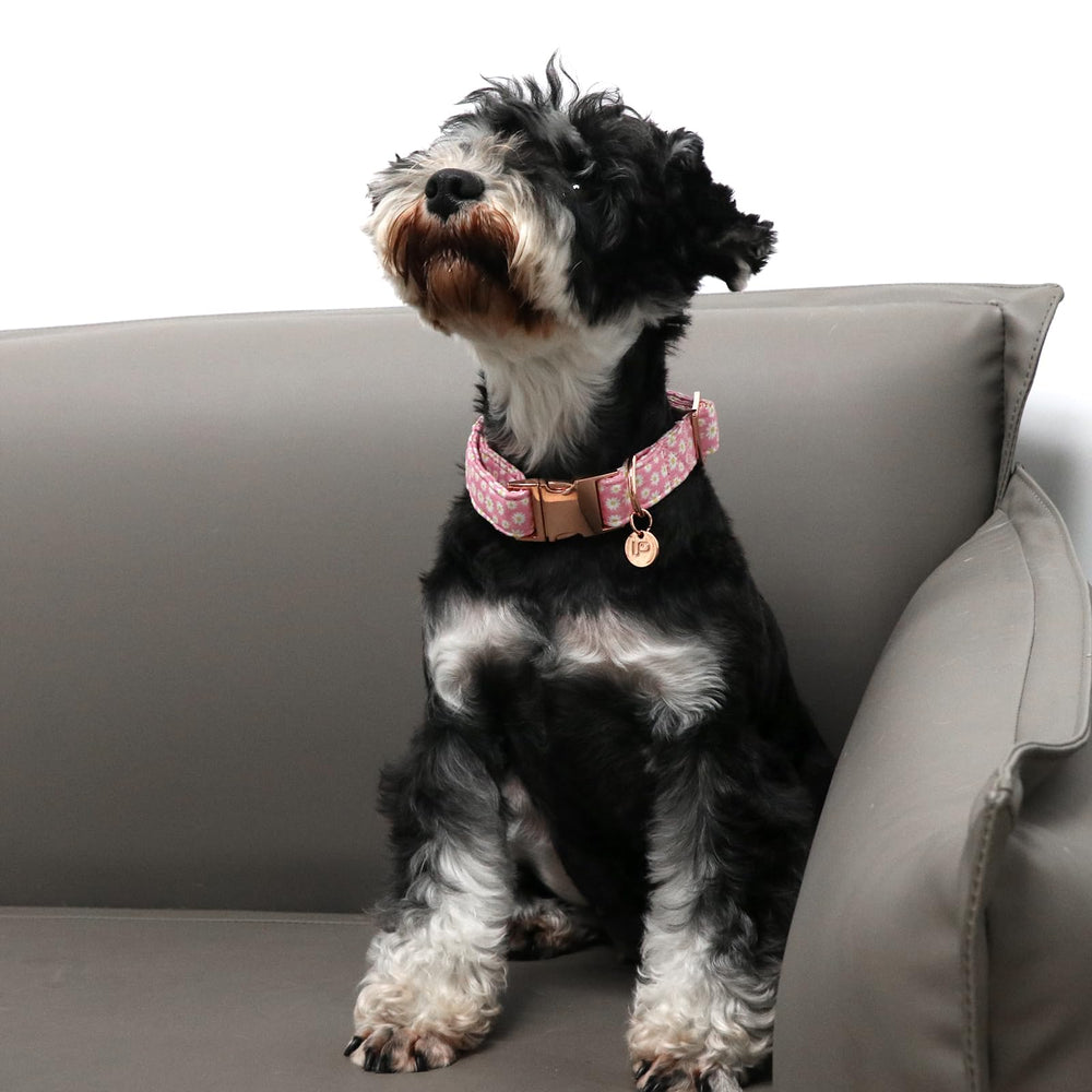 Algodón transpirable en collar UP URARA PUP para comodidad en verano