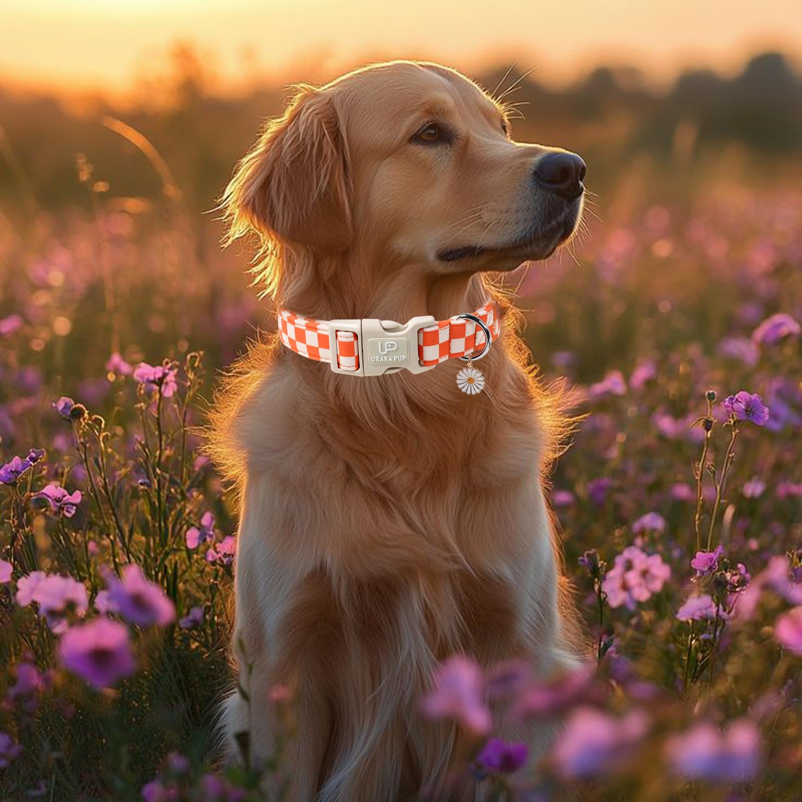 UP URARA PUP collar algodón suave para uso diario