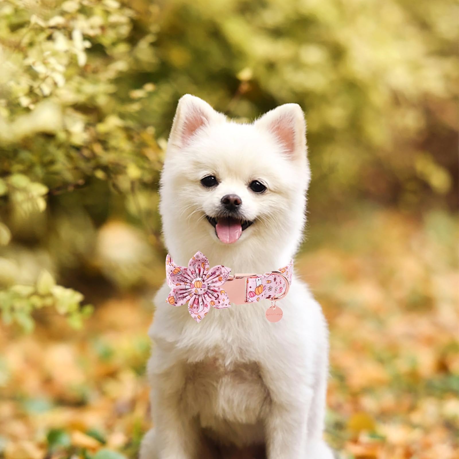 Anilla en D y detalles de seguridad en el collar UP URARA PUP.