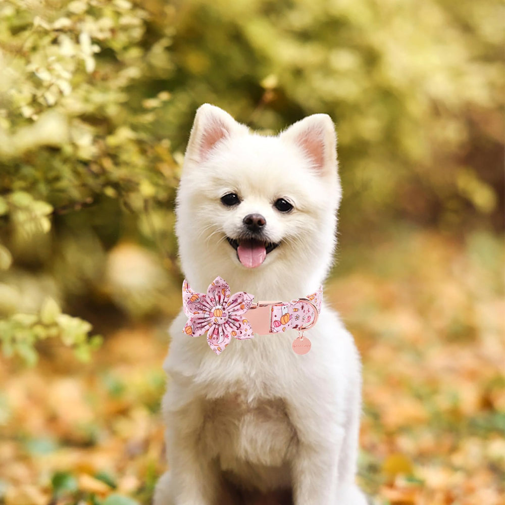 Anilla en D y detalles de seguridad en el collar UP URARA PUP.