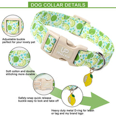 Anilla en D de metal para correa, seguridad en el collar UP URARA PUP.