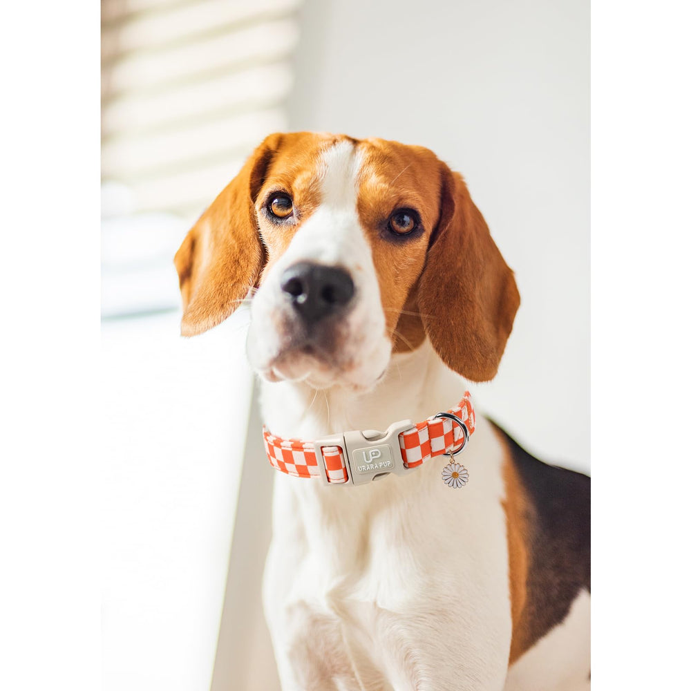 UP URARA PUP collar aro D metal para seguridad y durabilidad