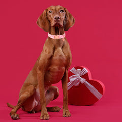 Diseño con corazones UP URARA PUP para ocasiones especiales.