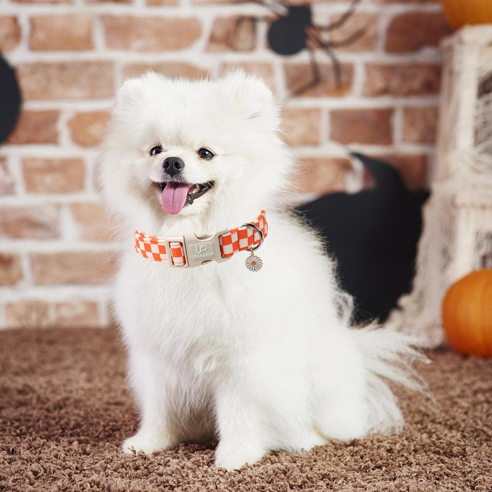 UP URARA PUP collar puesto en perro feliz en otoño