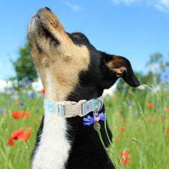 UP URARA PUP collar hebilla liberacion rapida, ajuste seguro y práctico.