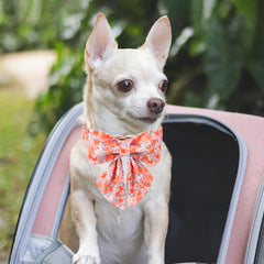 UP URARA PUP collar hebilla de metal, seguro para el uso diario