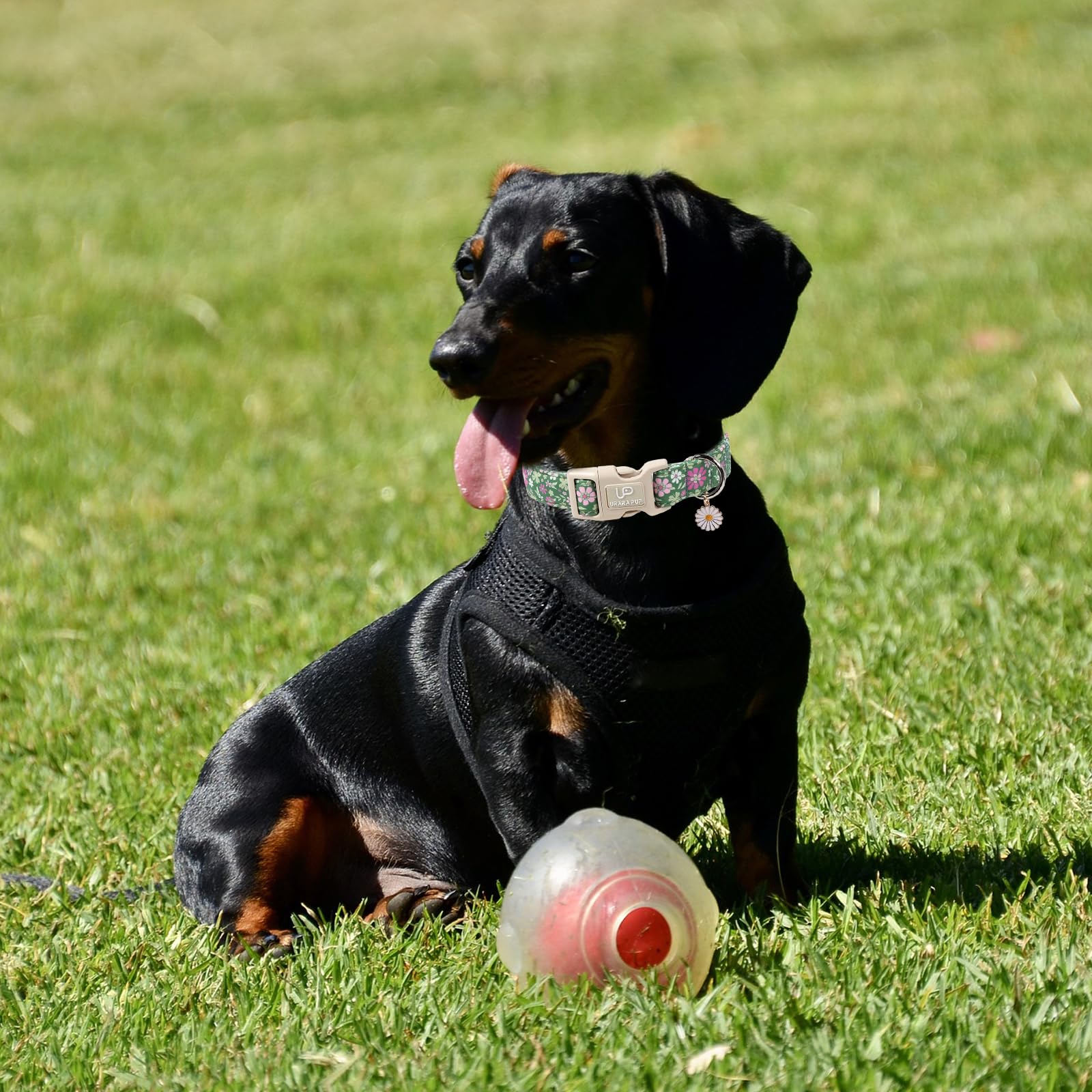 UP URARA PUP uso diario y fiestas con este collar