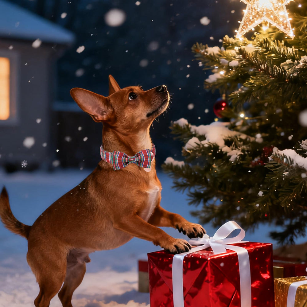 UP URARA PUP collar uso en sesiones de fotos navideñas