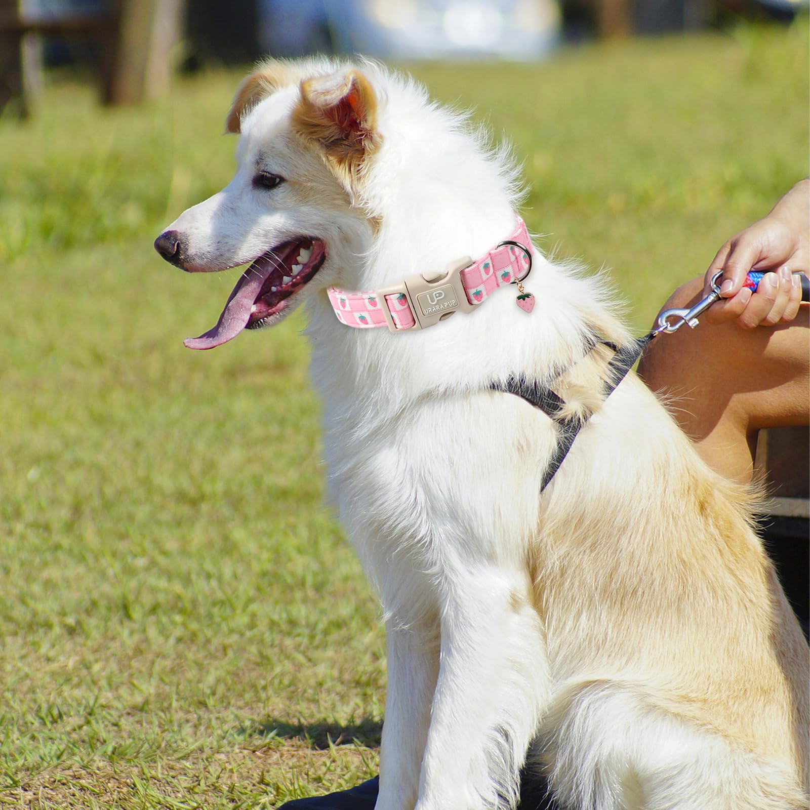 UP URARA PUP collar con detalle de lazo dorado para estilo diario