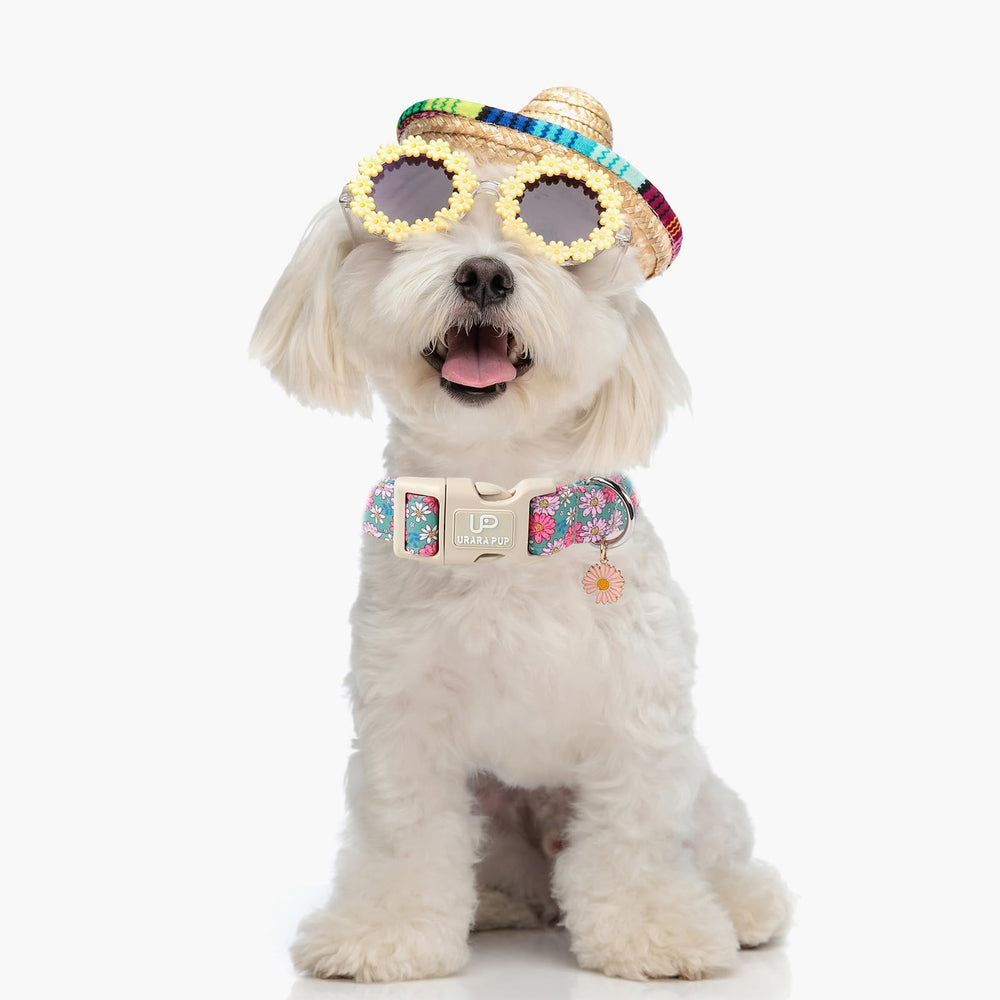 Material de algodón suave del collar UP URARA PUP para mayor comodidad