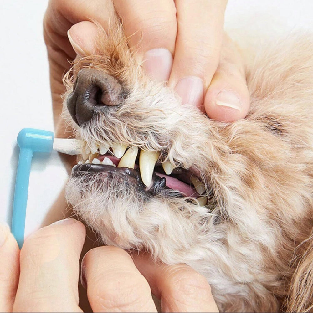 URMYONLY cepillos dedos para higiene oral de mascotas, 4 piezas